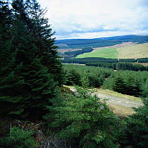 Spruce trees in Kielder forest, Forestry commission plantation, upland Northumberland, UK.