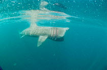 Basking shark feeding. (Cetorhinus maximus) Cornwall UK