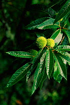 Sweet chestnut branches + fruit (Castanea sativa) Asturias Spain Muniellos Biological Reserve