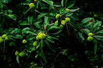 Sweet chestnut branches + fruit (Castanea sativa). Muniellos Biological Reserve, Asturias, Spain, Europe