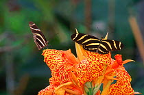 Zebra longwing butterfly (Heliconius charithonia) + on flower. Amazonia