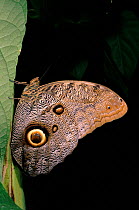 Owl butterfly (Caligo eurilochus). Ecuador, Amazonia, South America