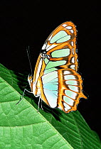 Malachite butterfly (Siproeta stelenes) amazonia, Ecuador