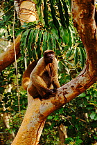 Common woolly monkey (Lagothrix lagoticha) in canopy. Brazil, Amazonia, South America