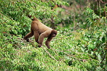 Common woolly monkey in forest canopy (Lagothrix lagoticha) Brazil Amazonia