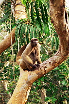 Common woolly monkey in tree (Lagothrix lagoticha) Amazonia Brazil