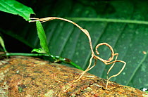Stick insect (Phasmidae) Yasuni NP, Amazon rainforest, Ecuador