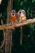 Dusky titi monkey (Callicebus moloch) pair with young, Amazonia, South America