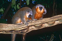 Two Dusky titi monkeys {Callicebus moloch} on branch, Amazon, South America