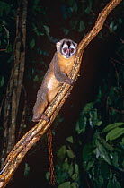 Night monkey {Aotus trivirgatus} Amazon, South America