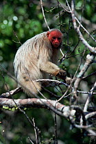Male White uakari monkey (Cacajao calvus) Brazil,  Amazonia, South America