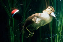Mallard duckling {Anas platyrhynchos} drowned in fishing line.