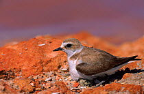 Kentish Plover female on nest with egg visible, Spain, Europe