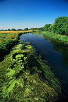 Aquatic plants in River Avon at Fordingbridge, Hampshire, UK