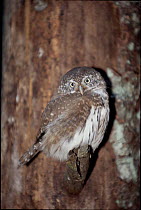 Eurasian pygmy owl on branch. Germany. Bavarian Forest National Park, Germany