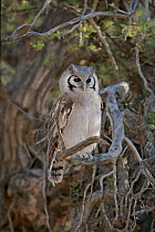 Giant eagle owl in Camelthorn tree, Kalahari Gemsbok National Park, S.Africa