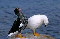 Kelp Goose pair Falkland Islands (Chloephaga hybrida) white male on right, female left