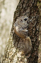 Siberian flying squirrel (Pteromys volans) on tree trunk, Ussuriland, South Primorskiy, Far East Russia