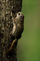 Siberian flying squirrel (Pteromys volans). Ussuriland, South Primorskiy, Russia
