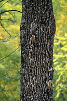 Siberian flying squirrels {Pteromys volans} on tree trunk  Ussuriland, South Primorskiy, Far East Russia