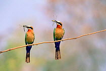 White fronted bee eaters with insects in beak (Merops bullockoides) Okavango, Botswana