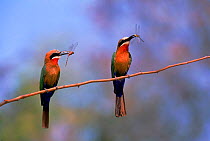 White fronted bee eaters with insects, Botswana, Okavango Delta