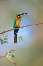 White fronted bee-eater {Merops bullockoides} perching on branch with insect in beak, Okavango Delta, Botswana, Africa.