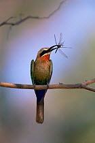 White fronted bee-eater {Merops bullockoides} perching on branch with insect in beak, Okavango Delta, Botswana, Africa.