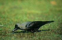 House Crow (Corvus splendens) feeding, Keoladeo Ghana / Bharatpur NP, Rajasthan, India