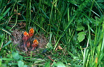 Skylark chicks in ground nest (Alauda arvensis) Germany