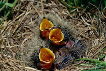Skylark (Alauda arvensis) chicks in nest begging for food, Germany