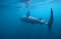 Basking shark off Cornish coast (Cetorhinus maximus) England UK Cornwall