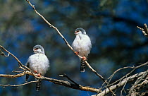 African pygmy falcon (Polihierax semitorquatus) pair perched, Kalahari Gemsbok NP, South Africa