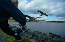 Alan Hayward filming imprinted Greylag geese (Anser anser) from a moving car for 'In-Flight Movie', UK, 1986