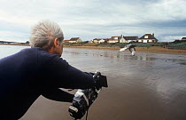 Cameraman Alan Hayward filming imprinted Feral pigeon / Rock dove (Columba livia) from a moving car as it drives along a beach for 'In-Flight Movie', UK, 1986