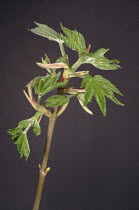 Sycamore leaf (Acer pseudoplatanus) budding open. UK, Europe