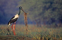 Black necked stork (Ephippiorhynchus asiaticus) with nest material, Keoladea NP, India