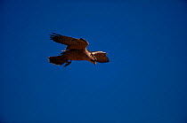 Lanner falcon (Falco biarmicus) in flight, Natal S Africa  Drakensburg
