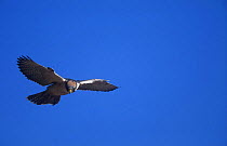 Lanner falcon (Falco biarnicus) hovering in flight, Giants Castle, Drakensburg, South Africa