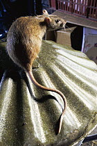 Brown rat on dustbin (Rattus norvegicus) UK