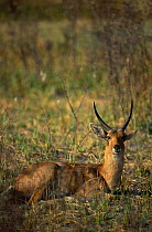 Male Reedbuck {Redunca arundinum} resting in grassland, Okavango Delta, Botswana