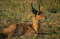 Male Reedbuck resting {Redunca arundinum} Okavango delta, Botswana