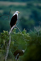 African fish eagle perched (Haliaeetus vocifer) Congo Rwindi Viruga NP, Zaire.