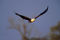 African fish eagle in flight. (Haliaeetus vocifer)  Kruger NP, South Africa