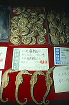 Dried Seahorses for sale for medical use (Hippocampus) China