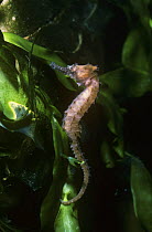 Thorny seahorse (Hippocampus histrix) juvenile, UK