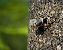 European nuthatch at nest hole (Sitta europaea) Sweden