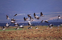 Common cranes (Grus grus) taking off from field, part of annual migration, Hula valley, Israel