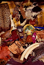 Illegal wildlife products confiscated in USA - cat and snake skins, ivory tusks etc