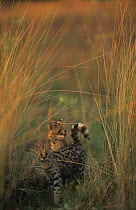 Serval {Felis / Leptailurus serval} with kitten in long grass, Okavango, Botswana